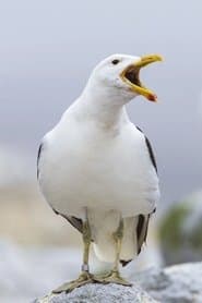 Seagull
