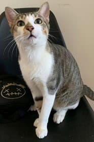 O Gato