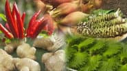 HERBS AND SPICES