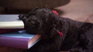 Chilled Out Pups