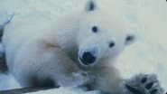 Polar Bear Invasion