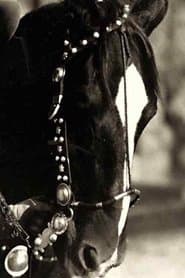 Birdie(as Tony the Wonder Horse)