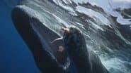 The Sperm Whales of Dominica; Monkey Island; Hanging On