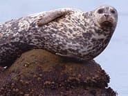 Monterey Bay Marine Sanctuary