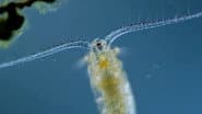 Copepods: The Diatom-Devouring King of Plankton