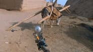 Donkey