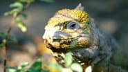 Galapagos