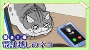Night 61: Cat Over the Phone