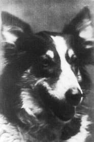 Jean, a Dog