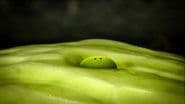 Lettuce