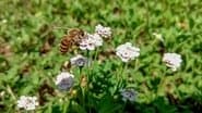Japanese Honeybees