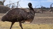 Journey of the Emu