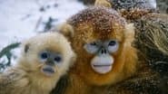 Golden Monkeys: Braving the Impossible