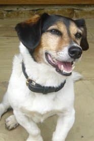 Ray The Dog
