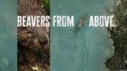 Beavers from Above