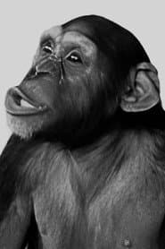 Tamba the Chimp