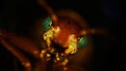 Creepy Crawly Close-Ups