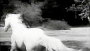 The Wild Stallion