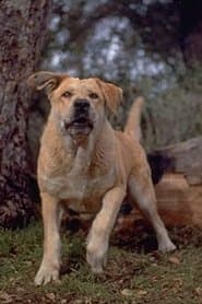 Old Yeller