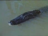 Alligator Duel