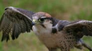 Best of Birds