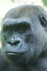 Featured Gorilla