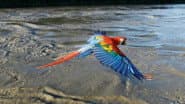 Earthflight: South America