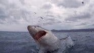 The Shark Bite State