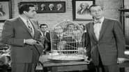 The Case of the Perjured Parrot