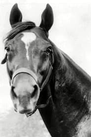 Race Horse