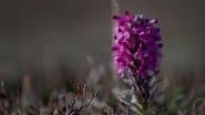 The Last Snow