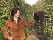 Challenge to catch a hawk at the zoo!