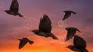 Crowded Skies