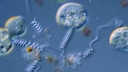 Flinching Saves Lives in the Microcosmos
