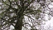 Old Tree