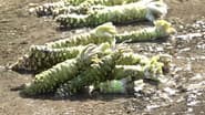 WASABI