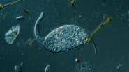 Dileptus: The Toxic Micro Elephant With an Insatiable Appetite