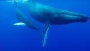 Ocean Odysseys