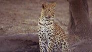 Africa