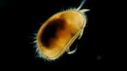 The Tiny Crustacean With the Oldest Penis