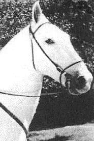 Silver, Fred's Horse
