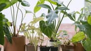 Houseplants