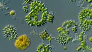 The Diversity of Shapes in the Microcosmos