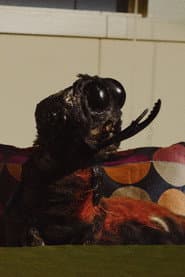 Mr. Roach (voice)