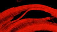 Revealing the Hidden Colors of the Microcosmos