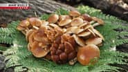 Nameko