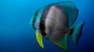 Fastest Fish