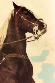 Rex's Horse