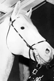 Tex's Horse