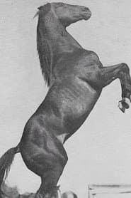 Rex (as Rex the Wild Horse)